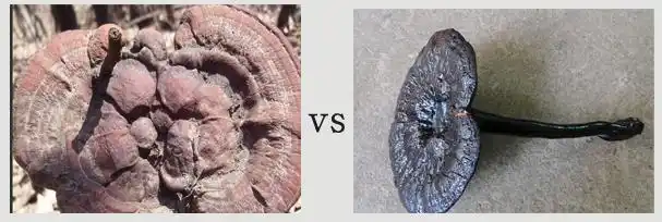 真假灵芝的区别图片四张图交你辨别灵芝真假