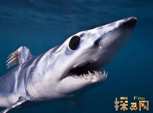 已灭绝的十大鲨鱼有哪些巨齿鲨是顶级掠食者1500260万年前