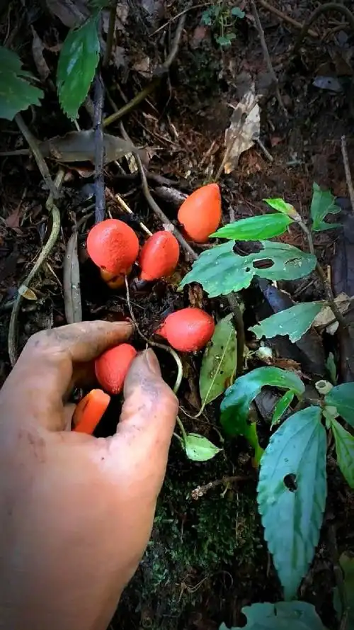 回春草又叫文王一支笔你们有见过吗-度小视