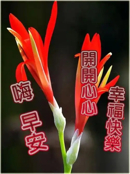 特别漂亮的早上好祝福美图,最美清晨祝福语暖心句子送给你