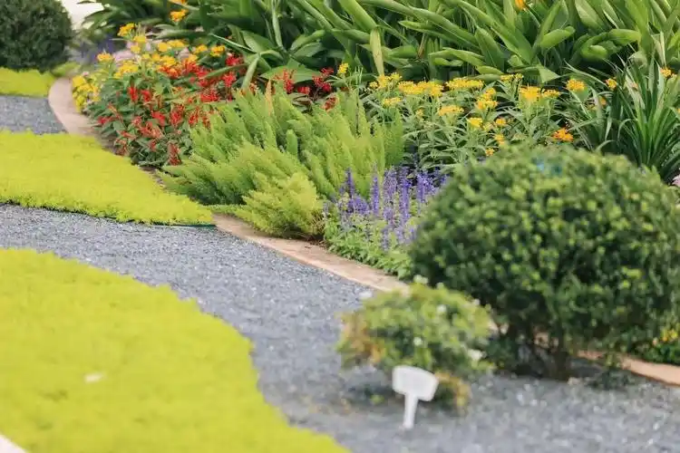 金叶佛甲草及其应用