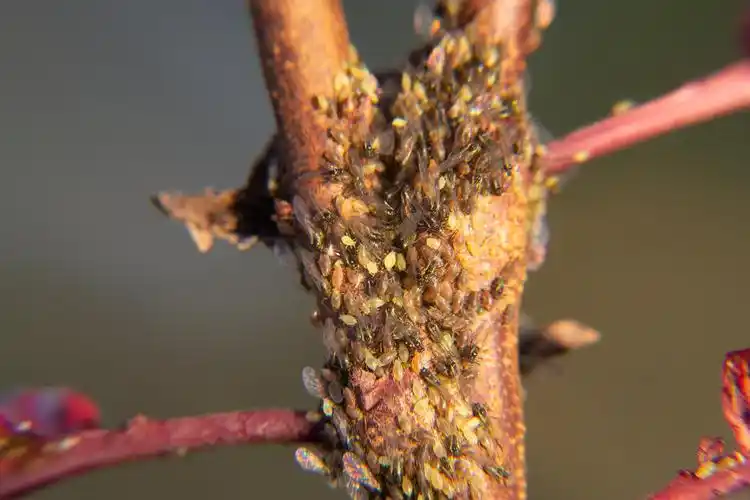 苹果刚萌芽,蚜虫就爆发,原来是邻居惹的祸