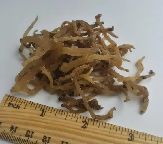 500g贵州野生玉竹参竹节黄玉术节地委萎女萎地管子尾参全根