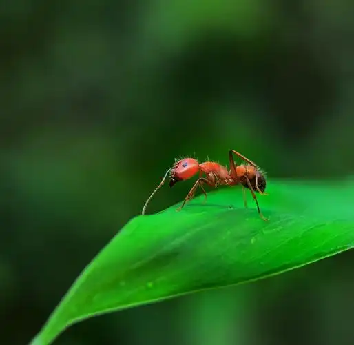 微距镜头里的红蚂蚁
