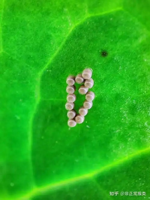 这种卵是臭虫卵么