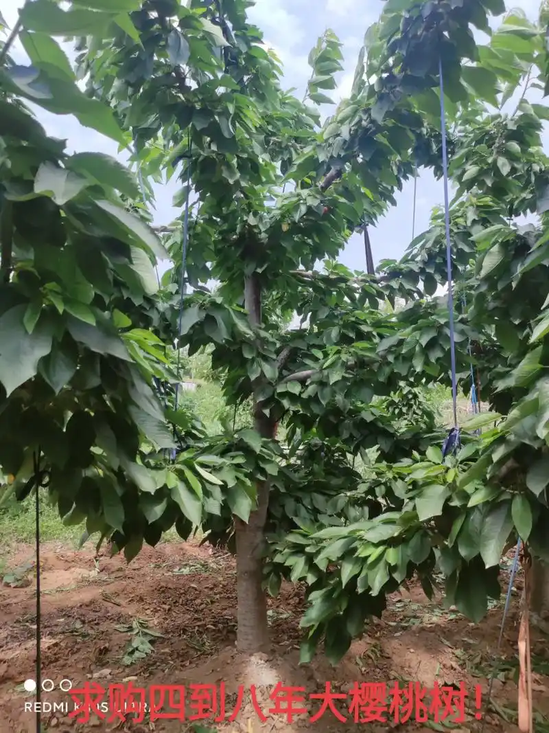 求购4到8年大樱桃树,直径10公分以上,树形好不空堂,数量不 - 抖音