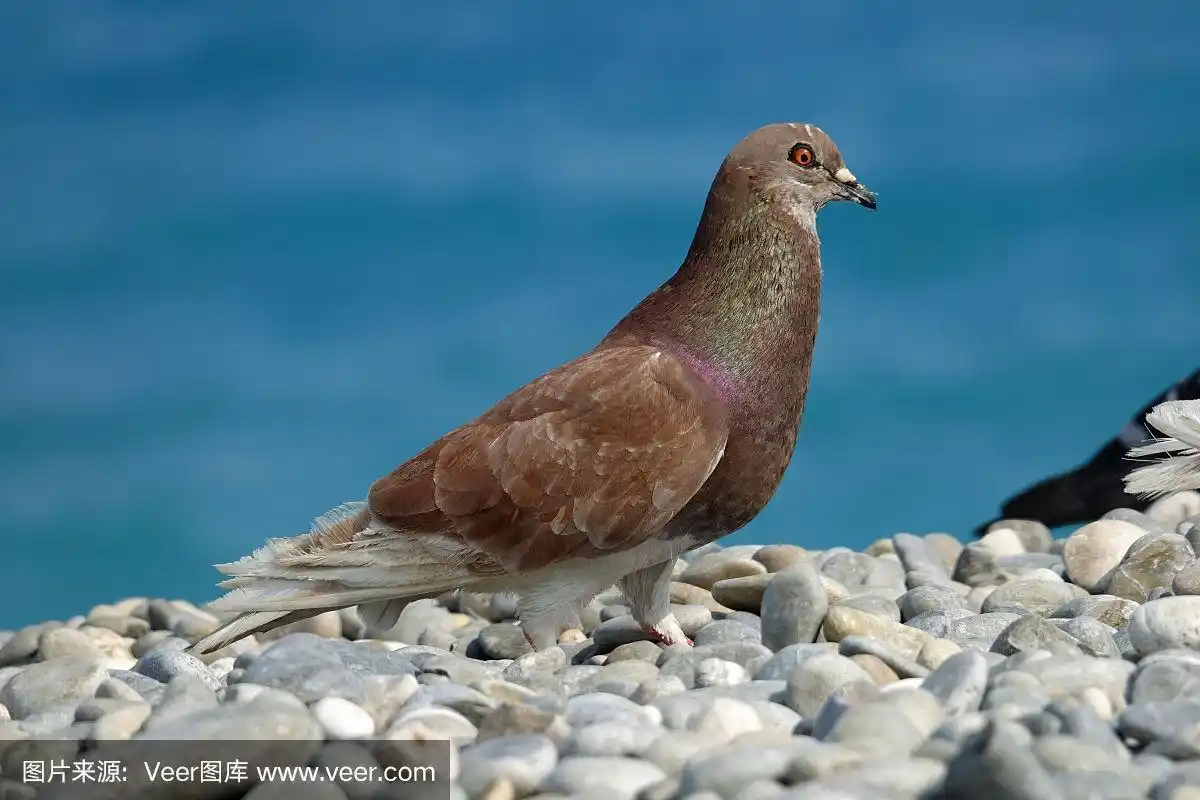 鸽子,褐色,海滩,白色,自然