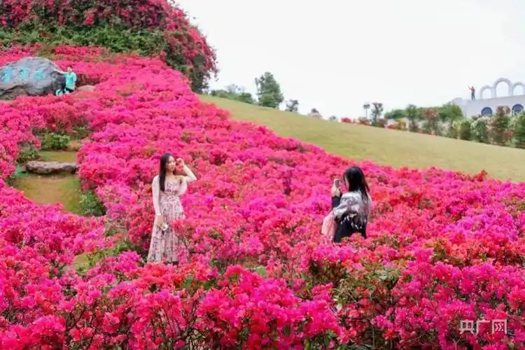 发现春之美壮族三月三假期广西群众踏春赏花热情高