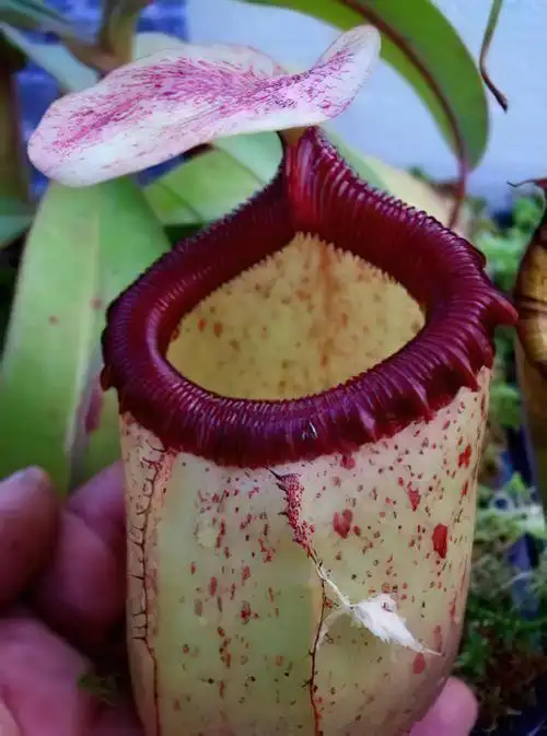 辛布亚猪笼草图片