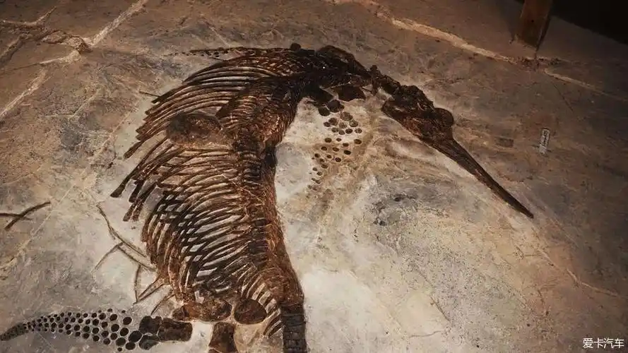 龙的传人--贵州龙化石馆游记