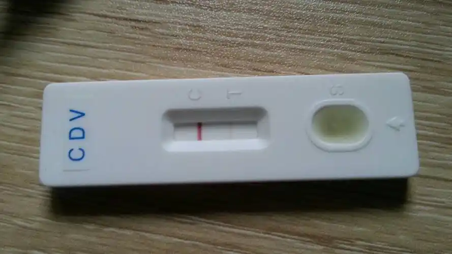 犬瘟测试纸上,一条线非常明显,另一条线模模糊糊可以看见一点点,请问