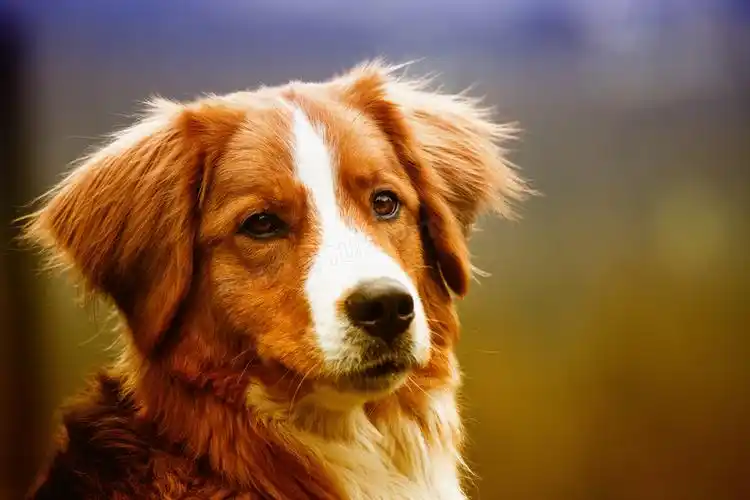 呆萌宠物狗肖像jpg格式图片下载_熊猫办公