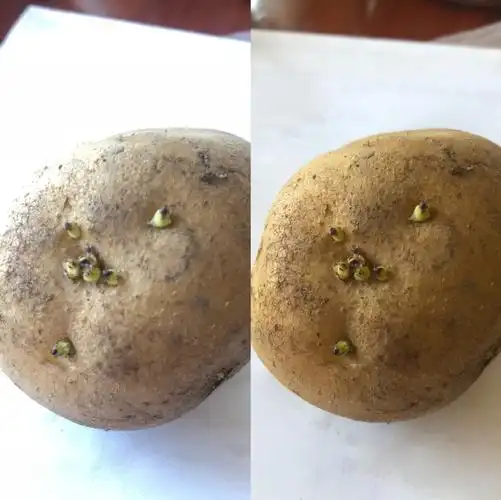 观察土豆7天的变化