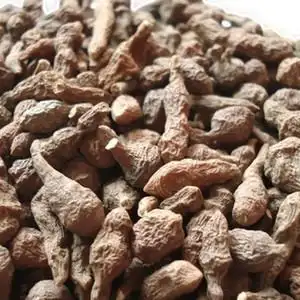 野生保健佳品 人参果 蕨麻/补脾健胃 强心补肾/90元/500克