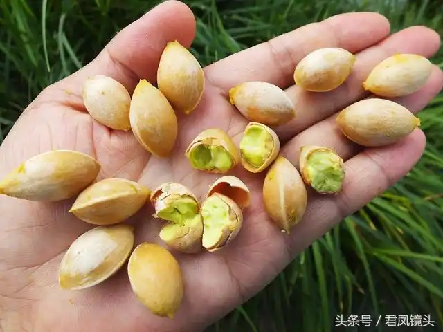 开心果是银杏果吗(开心果是银杏果吗?)-生活常识-江湖救急网