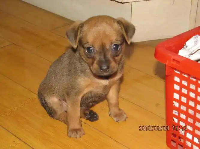 大家看看我的小鹿犬纯度怎样