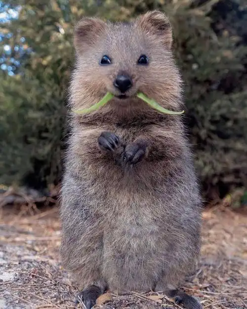 今日份的可爱萌宠##短尾矮袋鼠