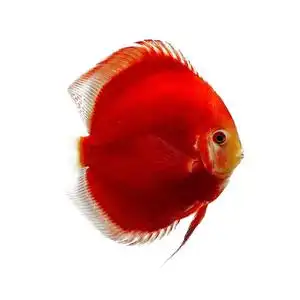 七彩神仙鱼大尺寸10 精品热带观赏鱼好养活体原生态热带1渔场直销