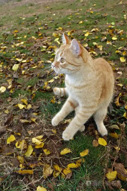 顽皮的黄猫在黄叶间的草地上玩耍