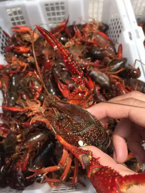 水产批发 湖北鲜活小龙虾 麻辣小龙虾鲜活456钱批发 清水养殖