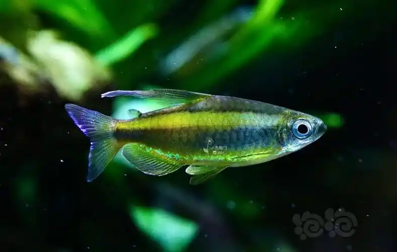 灯科鱼黄金二线灯鱼