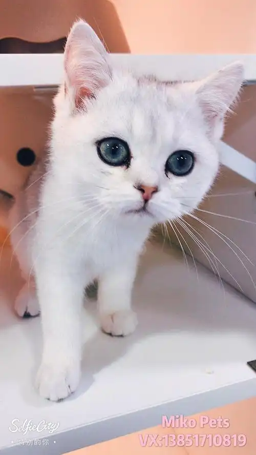 帅哥美女组合,英短银渐层,双蓝眼,好大上的银狐颜色,看眼睛看脸蛋,忍