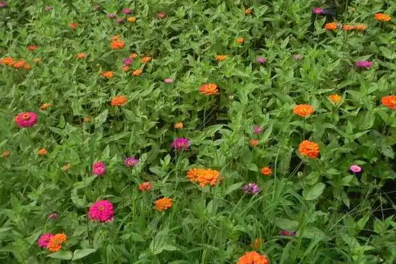 细叶百日草叶片纤细,容易与其它品种区别开来.