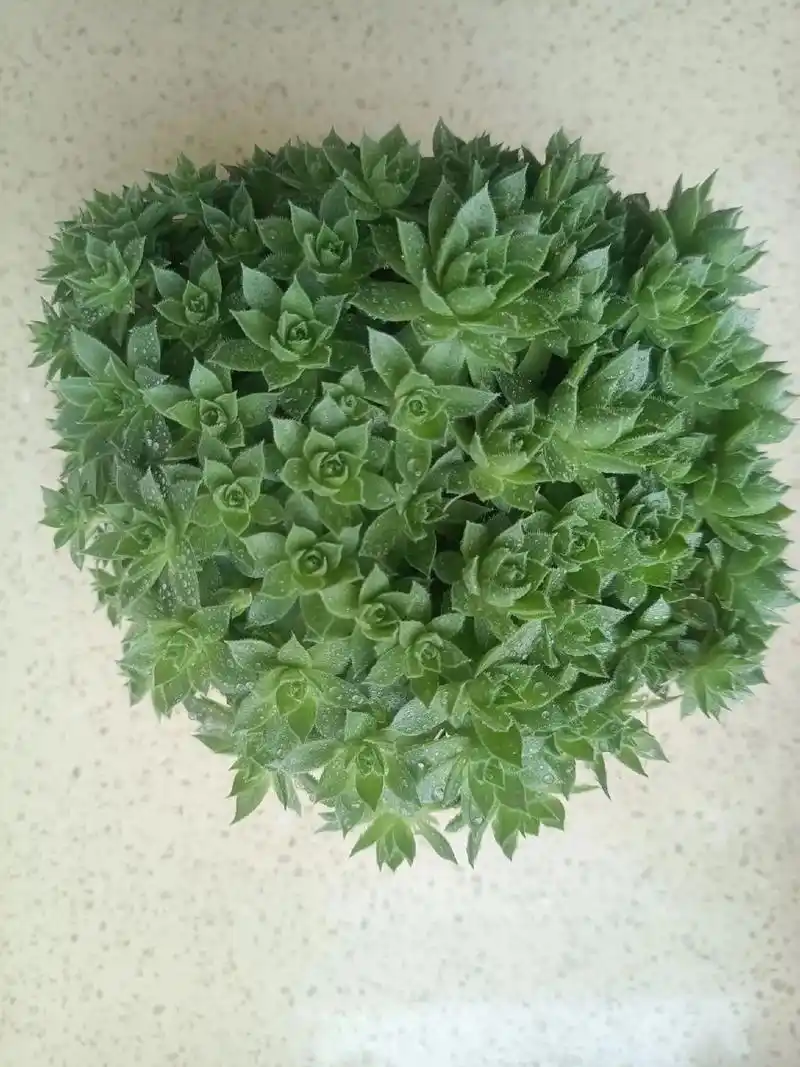 我养的观音莲vs图片上的观音莲哪里出问题了呢