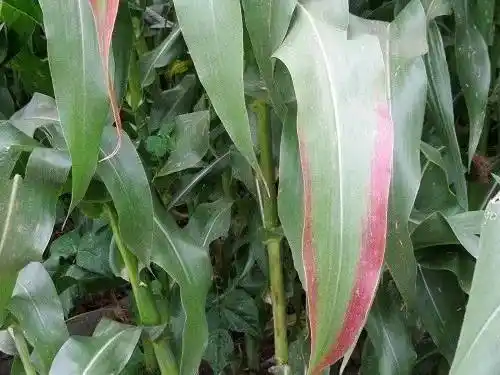 最全植物缺素症大全赶紧收藏起来