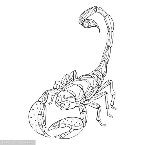 用蝎子给成人涂色