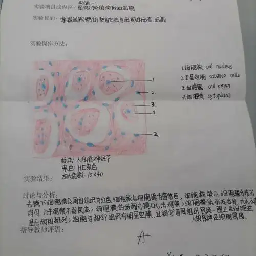 1.脊神经节2.单层柱状上皮(胆囊)3.血涂片4.心肌细胞5.