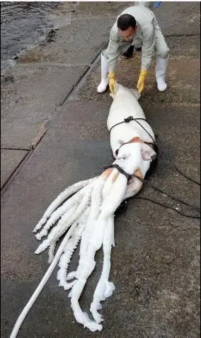 身长3米!日本福井县现"大王乌贼"惊呆渔夫