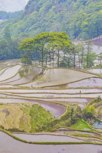 元阳梯田摄影图高清摄影大图-千库网