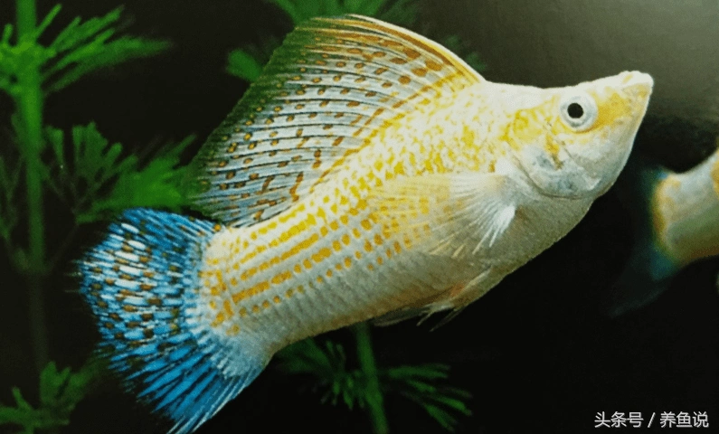 白色的玛丽鱼(玛丽鱼便便白色很长)-百科学社