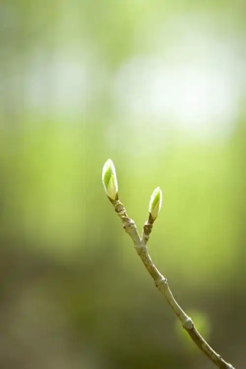 正面,旅游,度假,美景,植物,秋田县,日本,亚洲,朦胧,模糊,景观,萌芽