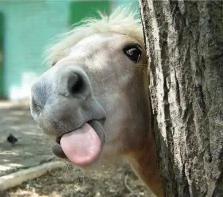 今日推荐沙雕马搞笑微信表情包金馆长表情包