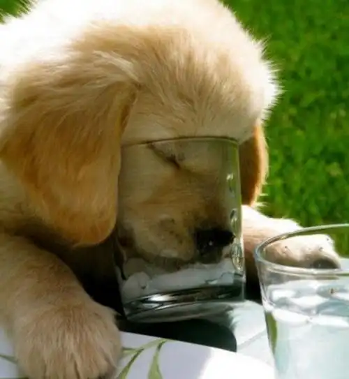 喝水的狗狗