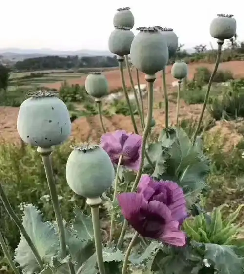 蒙城警方查处多起非法种植罂粟案件!_毒品