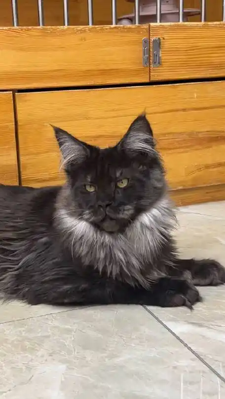 赛级俄系缅因猫超大体烟灰色弟弟找新家出售
