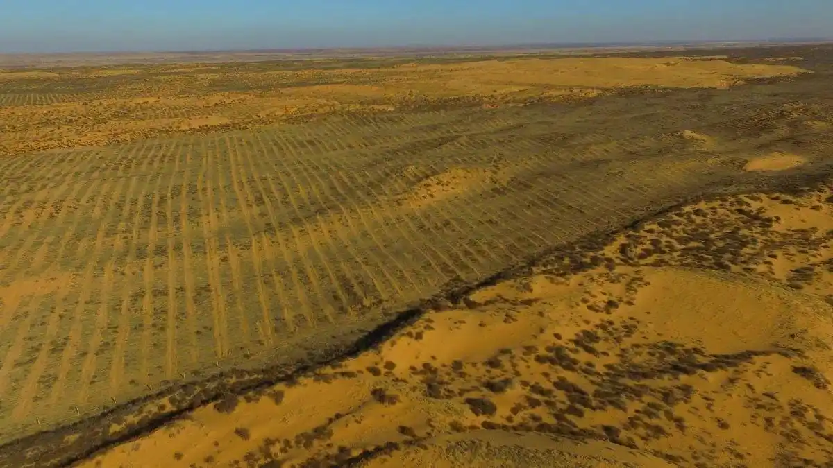 大家在蚂蚁森林种的树,2年后怎么样了?马云的承诺做到了吗?