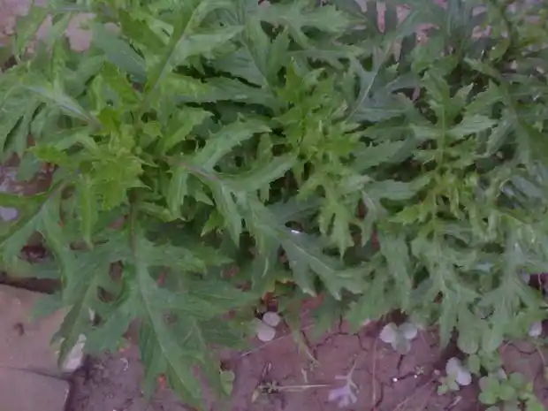 错用"土三七"泡酒致中毒 盘点易误服药材