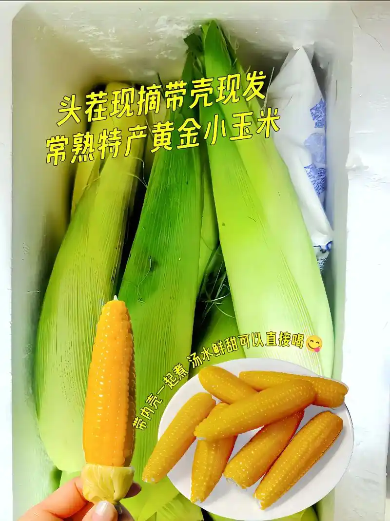 常熟特产黄金小玉米