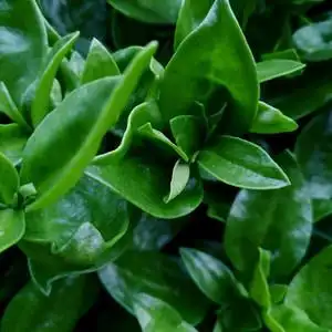 田七种子食用蔬菜特菜春秋季景天三七草保健菜种籽阳台盆栽费菜