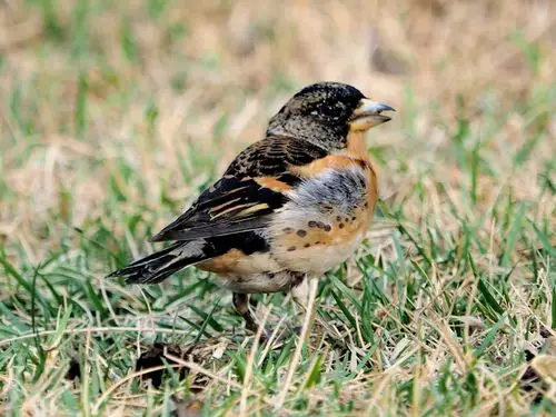 20150330虎皮儿(燕雀)-河东如意园