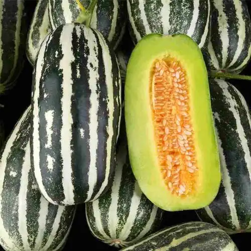 博洋蜜瓜山东4斤礼盒玲珑香瓜脆甜应季孕妇甜瓜