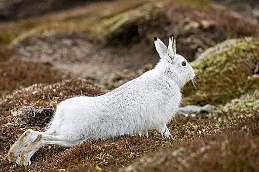 北极兔图片_北极兔图片大全_北极兔背景图片