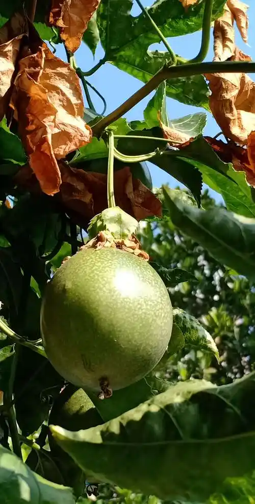 第一次看到结在藤树上的百香果