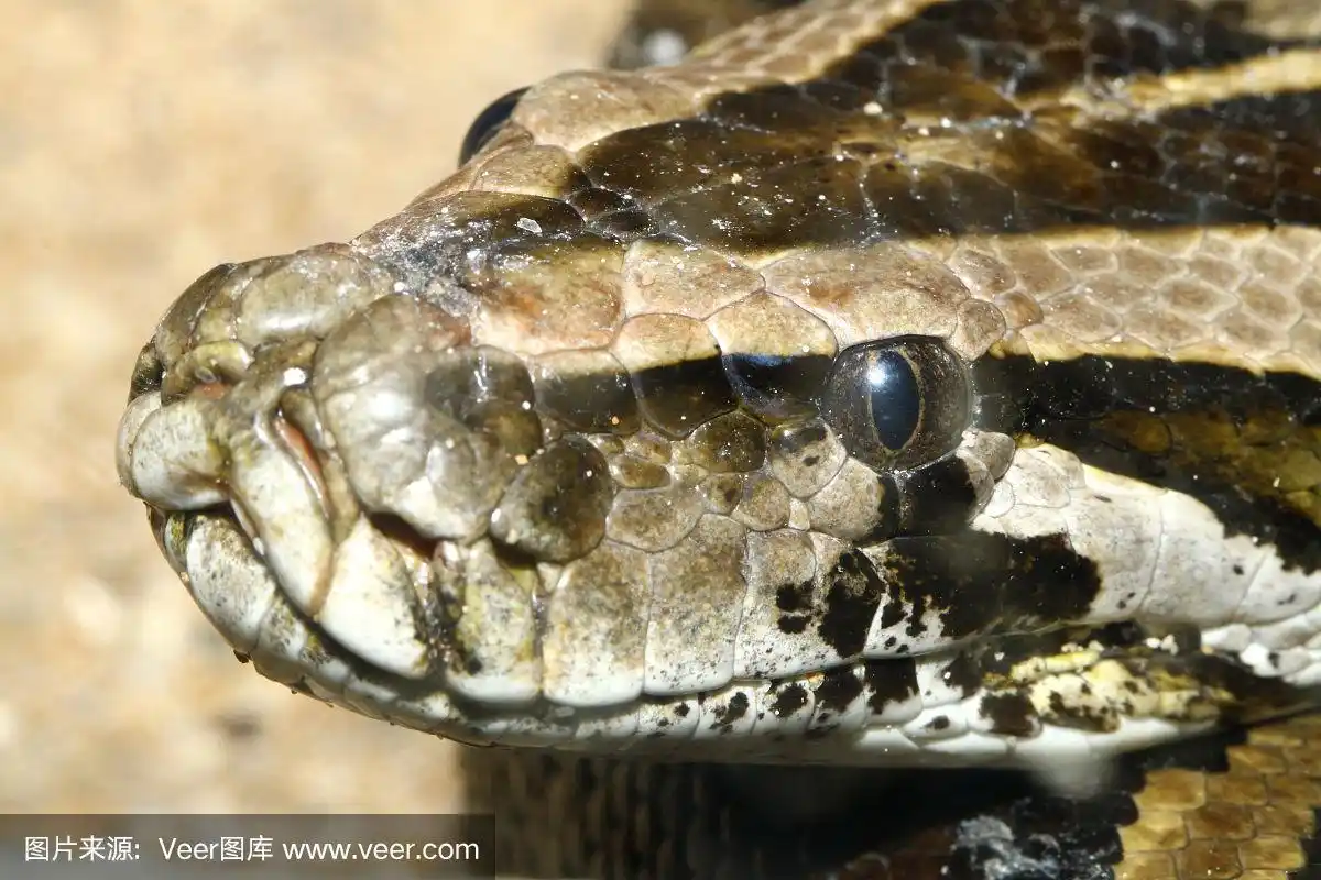 蛇头近距离拍摄