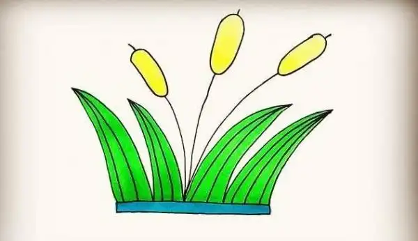怎么画芦苇最简单好看 彩色芦苇简笔画教程
