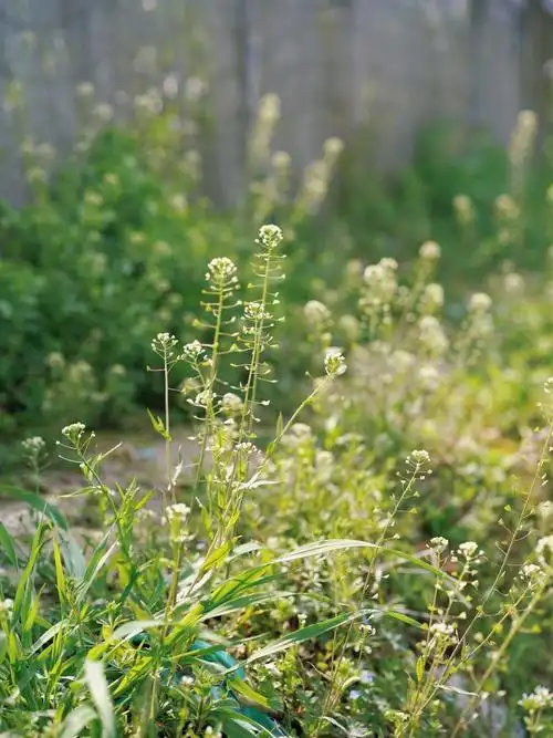 春日花田荠菜花油菜花都开始萌发了